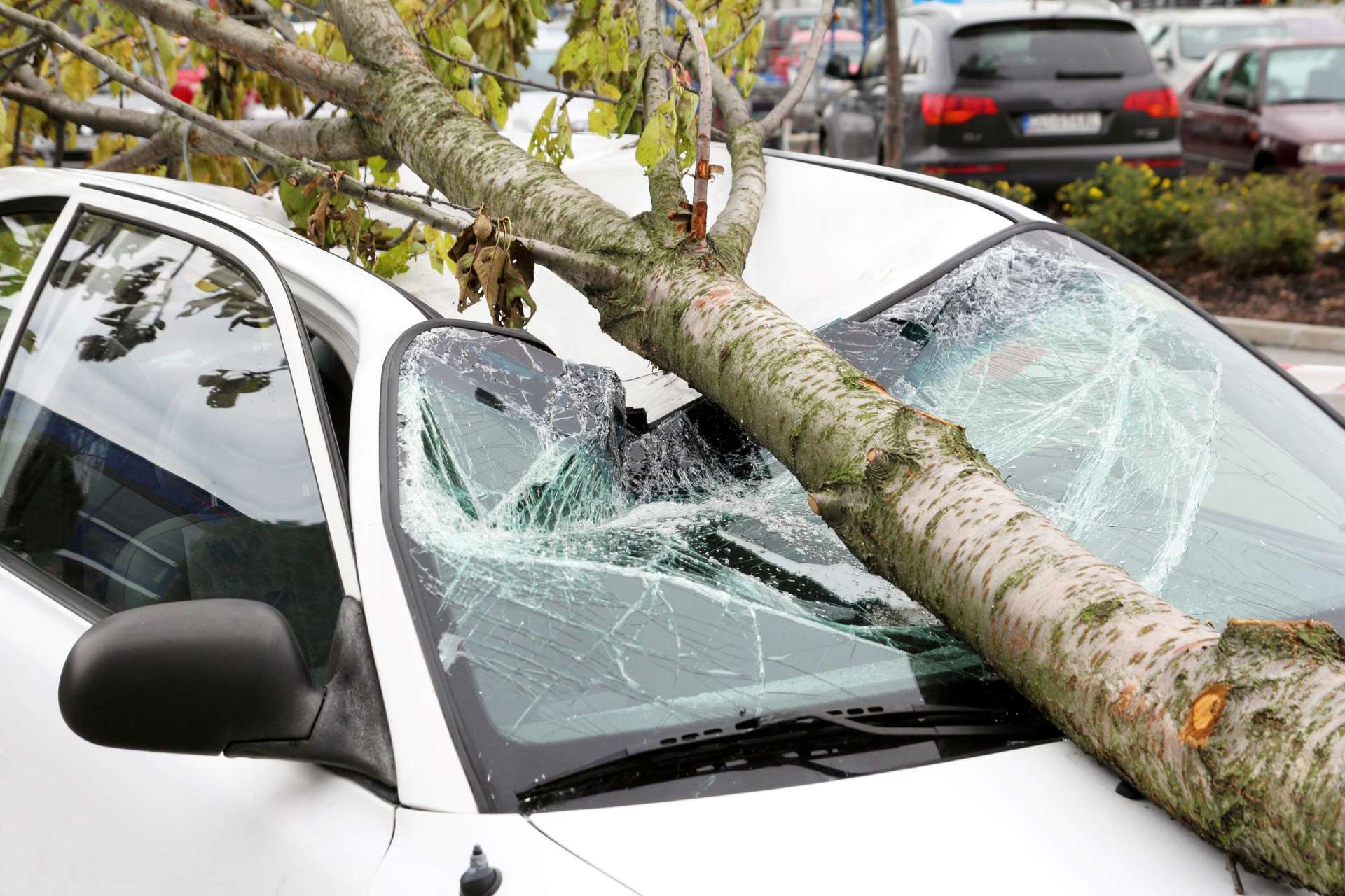 Wer zahlt den Schaden, wenn in Deutschland ein Baum auf ein Auto fällt?